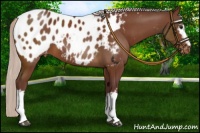 Horse Color:White Spotted Chocolate Silver Brown Blanket 