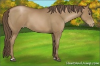 Horse Color:Black Pearl Sabino 