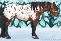 Horse Color:Bay Near Leopard Rabicano 