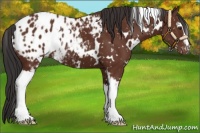Horse Color:White Spotted Bay Appaloosa