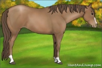 Horse Color:Black Pearl Sabino 