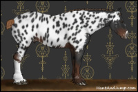 Horse Color:Gray Liver Chestnut Appaloosa