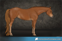 Horse Color:Gray Chestnut 