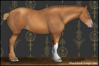 Horse Color:Gray Gold Champagne 