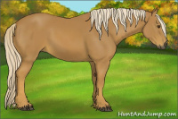 Horse Color:Gray Palomino
