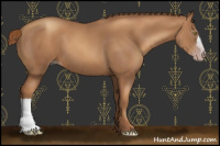 Horse Color:Gray Gold Champagne 