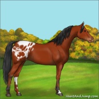 Horse Color:Bay Appaloosa 