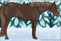 Horse Color:Liver Chestnut 