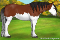 Horse Color:Gray Bay Splash