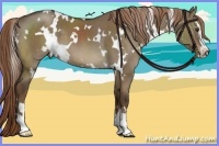 Horse Color:White Spotted Liver Red Dun Sabino 