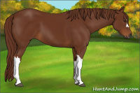 Horse Color:Gray Chestnut 