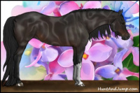 Horse Color:Gray Brown 