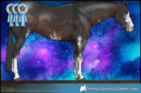 Horse Color:White Spotted Brown