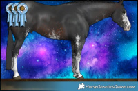 Horse Color:White Spotted Brown