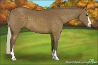Horse Color:Silver Buckskin Sabino 