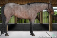 Horse Color:Brown Roan