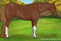 Horse Color:Chestnut 