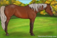 Horse Color:Silver Bay 