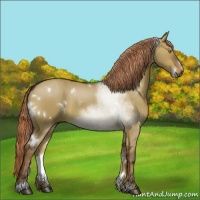 Horse Color:White Spotted Liver Red Dun Sabino