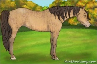 Horse Color:Amber Champagne  and Amber Cream Champagne 