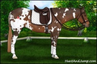 Horse Color:White Spotted Liver Chestnut 