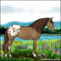 Horse Color:Liver Red Dun Appaloosa 
