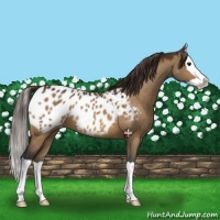 Horse Color:Bay Dun Splash Appaloosa 