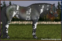 Horse Color:White Spotted Black