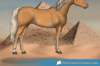 Horse Color:Palomino 