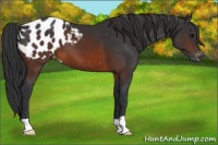 Horse Color:Brown Appaloosa 