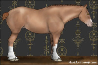Horse Color:Gray Gold Champagne
