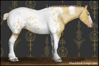Horse Color:Gray Silver Amber Cream Champagne Roan Dun Splash Tobiano Frame Appaloosa Rabicano 