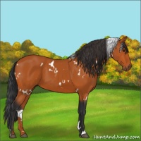 Horse Color:White Spotted Bay 