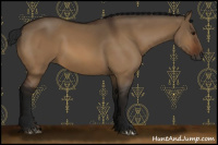 Horse Color:Gray Bay Dun