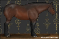 Horse Color:Gray Bay 