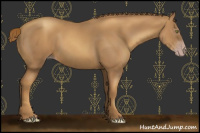 Horse Color:Gray Gold Champagne 