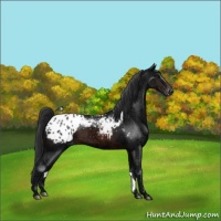 Horse Color:Brown Ice Sabino Appaloosa Rabicano