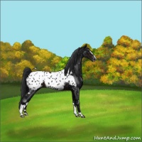 Horse Color:Brown Ice Sabino Appaloosa Rabicano
