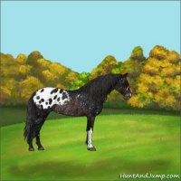 Horse Color:Brown Ice Appaloosa Rabicano 