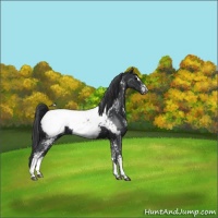 Horse Color:White Spotted Black Sabino Appaloosa Rabicano