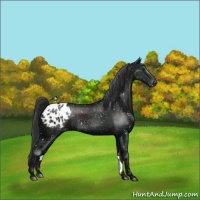 Horse Color:Black Ice Appaloosa Rabicano 