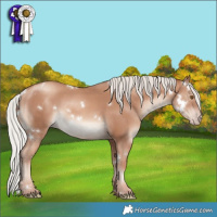 Horse Color:White Spotted Silver Classic Champagne 