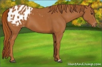 Horse Color:Chestnut Appaloosa