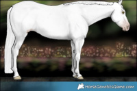 Horse Color:Gray Platinum Silver Amber Cream Champagne Roan Onyx Splash Tobiano Near Leopard Rabicano 