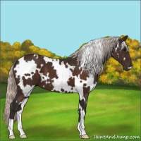 Horse Color:White Spotted Silver Brown 
