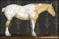 Horse Color:Gray Silver Amber Cream Champagne Roan Dun Splash Tobiano Frame Appaloosa Rabicano 