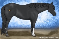 Horse Color:Black  and Black 