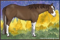 Horse Color:Liver Chestnut Splash 