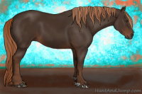 Horse Color:Gray Chestnut 