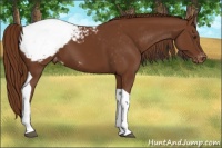 Horse Color:Chestnut Tobiano Snowcap 